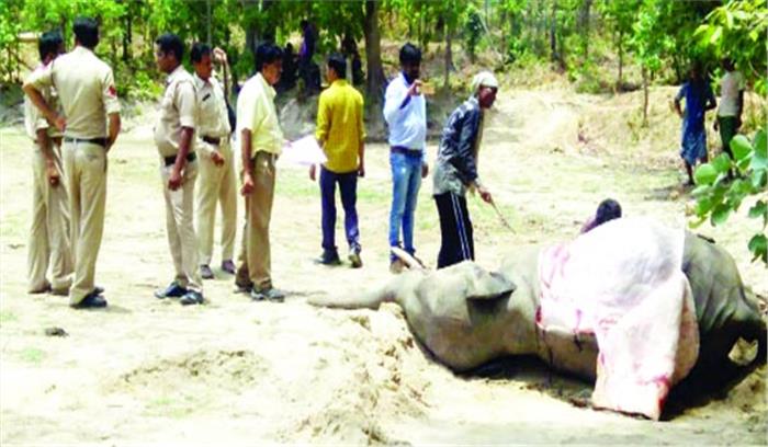 मृत साथी को घेरकर बैठे 13 हाथी,मौजूद लोगों में मची भगदड़