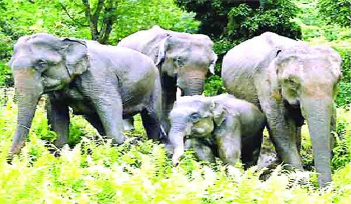 आवास तोड़कर अनाज चट कर गया हाथी