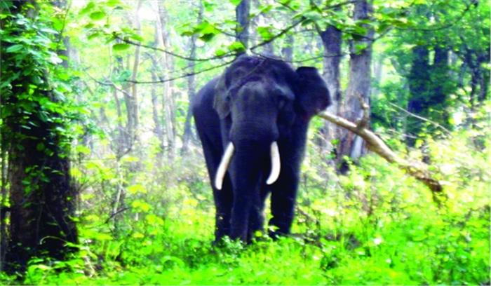 हाथियों ने किया मूंगफली की फसल चौपट