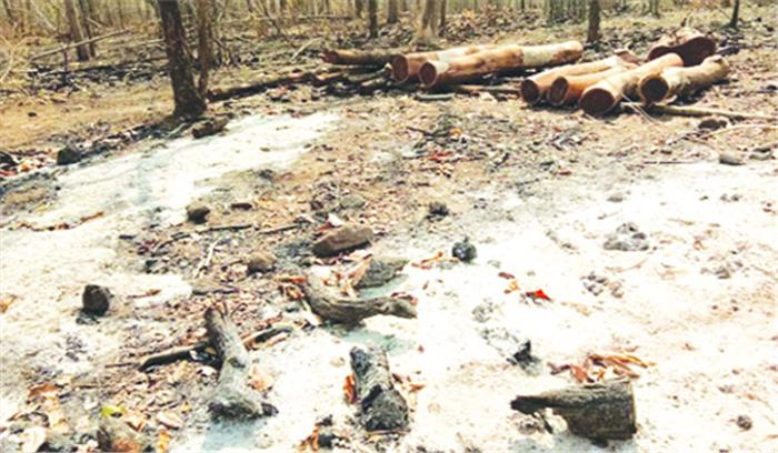 कूप जलने से वन विभाग को करोड़ों का नुकसान कूप जलने से वन विभाग को करोड़ों का नुकसान