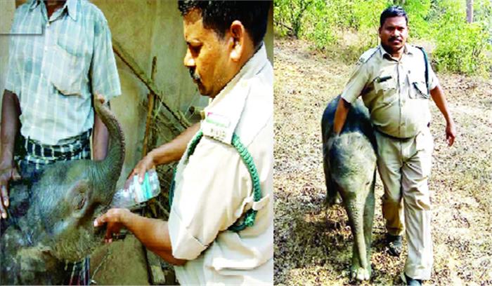 38 हाथियों का दल घुसा, रौंदी 28 किसानों की फसल