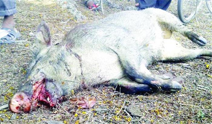 पानी की तलाश में निकले जंगली सूअर की मौत