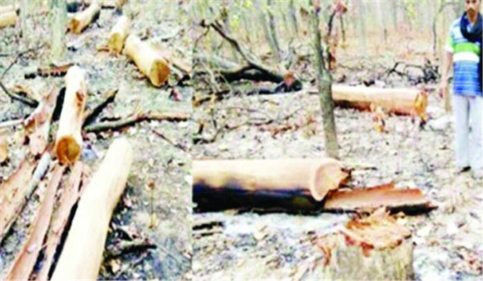 इमारती लकड़ियों की अवैध कटाई व तस्करी मामले में जांच शुरू