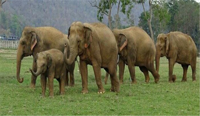 मरवाही इलाके में ही डटा 35 हाथियों का दल