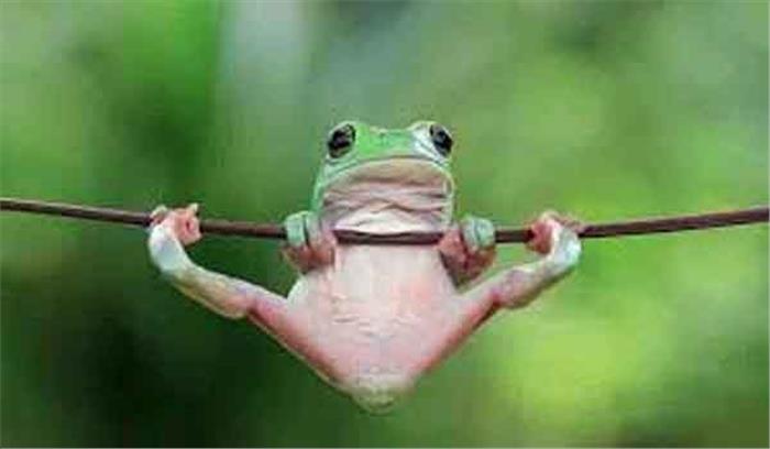 मेंढ़क के बारे में जानकारी देगा फ्रोगफेस्ट