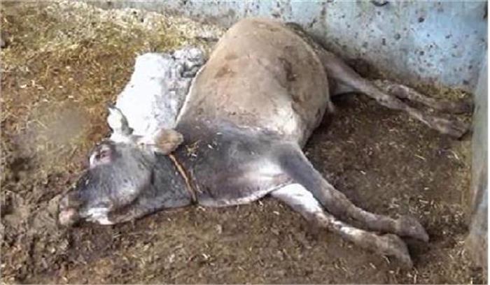 शवदाह मशीन से गायों का होगा अंतिम संस्कार