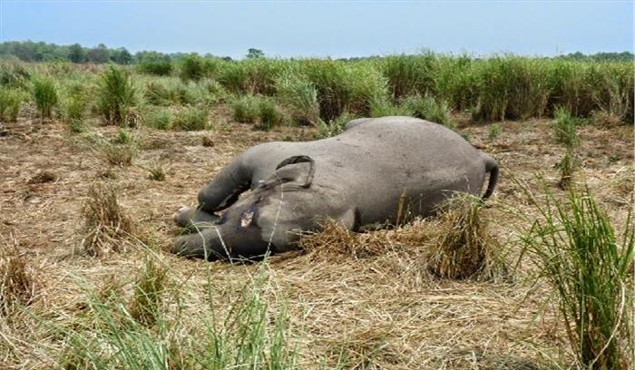 गजराजों को बचाने की योजना ठंण्डे बस्ते में