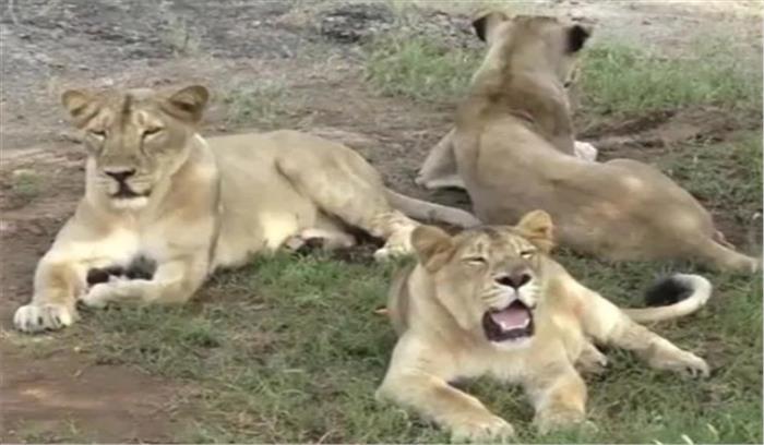 गुजरात : गिर में शेरनी का शव बरामद