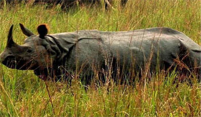 गैंडे ने एक बुजुर्ग को रौंदकर मारा 