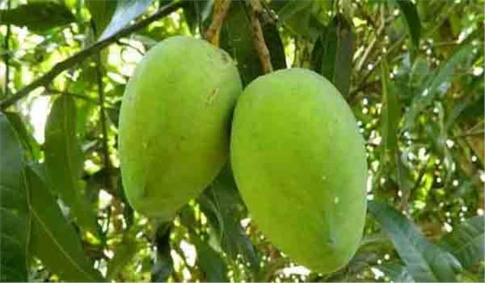 उत्तर प्रदेश में आम फलपट्टी में सूड़ी कीट का प्रकोप,नियंत्रण की सलाह उत्तर प्रदेश में आम फलपट्टी में सूड़ी कीट का प्रकोप,नियंत्रण की सलाह