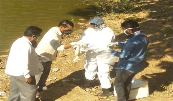 बागबाहरा में मृत मिले तीन बगुला प्रथम दृष्टा में बर्ड फ्लू के लक्षण नही