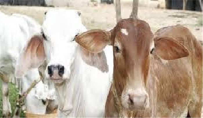 गौ संरक्षण एवं संवर्धन के लिए पचास करोड़ रुपए खर्च करने की घोषणा