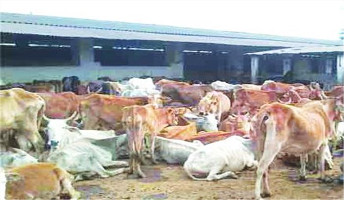 चक्रधर गौशाला में अव्यवस्था का आलम