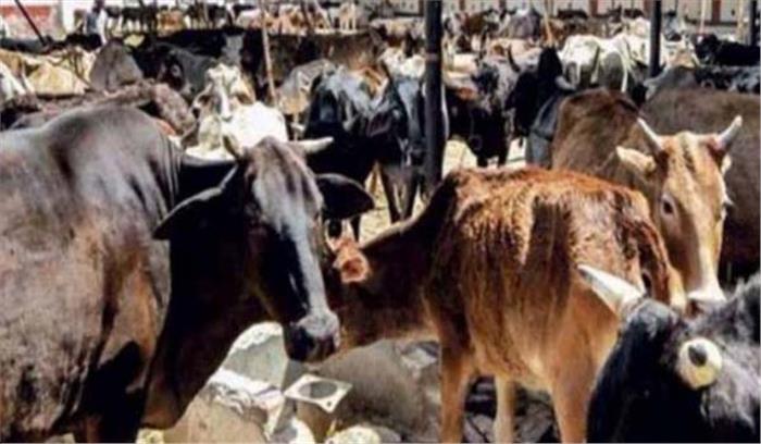 गौशालाओं को नहीं दी जा रही अनुदान राशि : शिवरतन