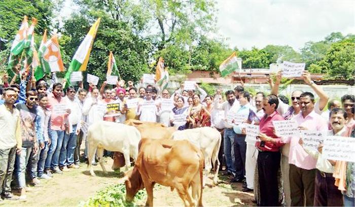 गौशालाओं में गायों की मौत पर सड़क पर उतरे कांग्रेसी