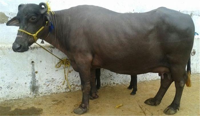 तमंचे के बल पर बदमाशों ने लूटे तीन भैंस