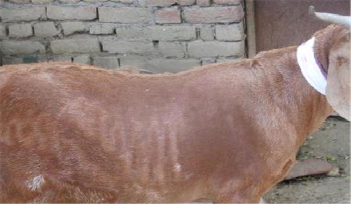 बकरे की पीठ पर अरबी में अंकित कलमा शब्द बना चर्चा का विषय 