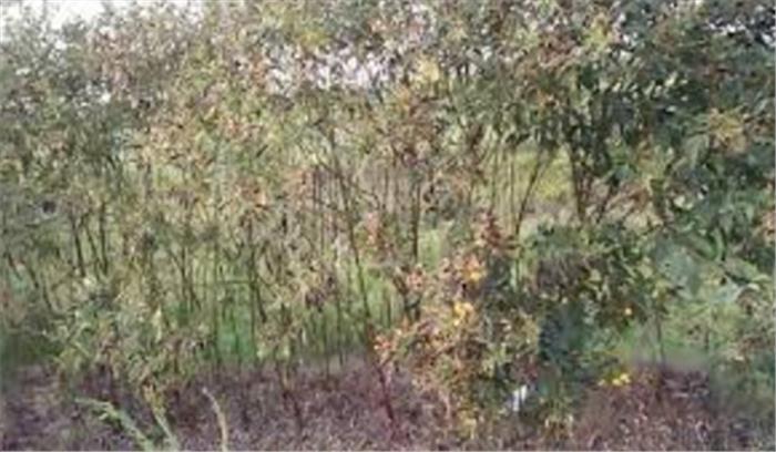 झारखंड: खेत से युवक का शव बरामद