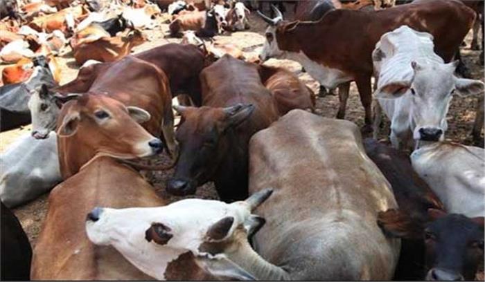 फरीदाबाद: गौमांस ले जाने की आशंका पर 5 लोगों पर हमला 