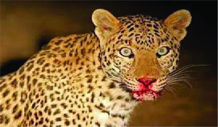 गोपालपुर में तेन्दुए का आतंक, बछड़े का किया शिकार