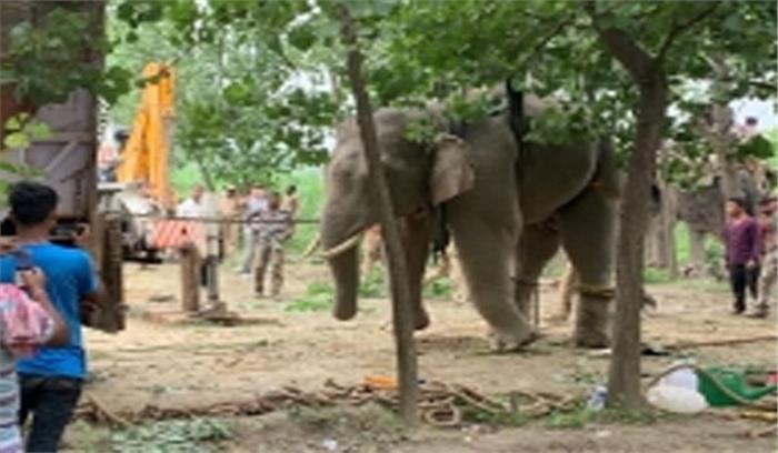 भाजपा विधायक के हाथी ने महावत को मार डाला