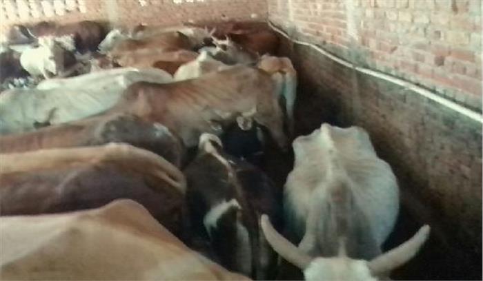 केशव गौ शाला की दर्जनों बीमार गायें गायब