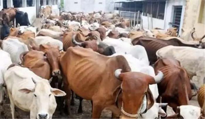 सरकार को गौ रक्षकों के खिलाफ कार्रवाई करनी चाहिए : ह्यूमन राइट वॉच सरकार को गौ रक्षकों के खिलाफ कार्रवाई करनी चाहिए : ह्यूमन राइट वॉच