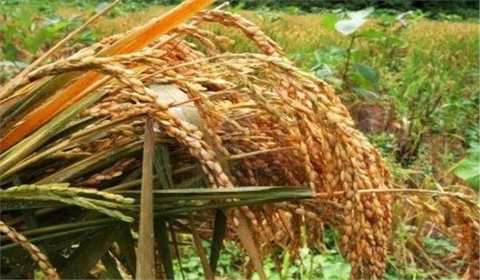 सिद्धार्थनगर में धान खरीद के लिए 52 खरीद केंद्र स्थापित किए गए