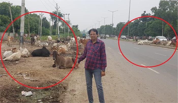 आवारा पशुओं पर निगम ने नहीं लगाई लगाम