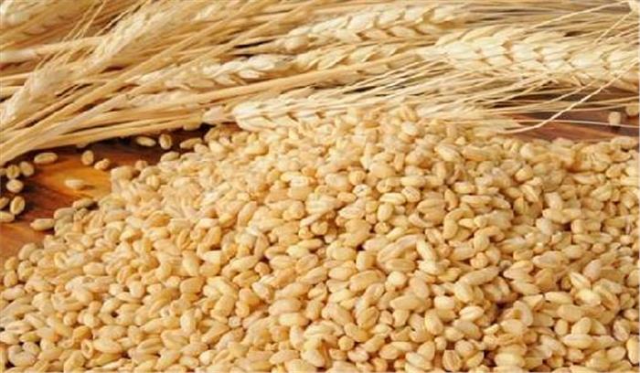  गेहूं की सरकारी खरीद 1 अप्रैल से शुरू