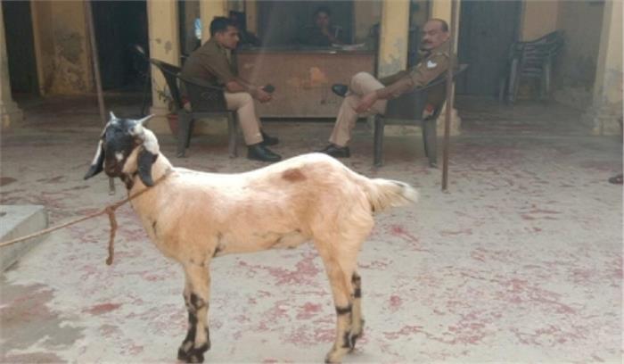 ग्रेटर नोएडा : पराए बकरे ने किया परिवार को परेशान, पुलिस को लौटाया