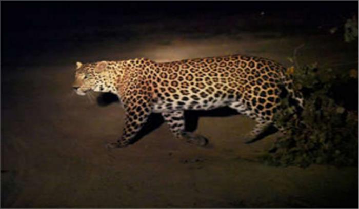 ग्रेटर नोएडा के गांव में घुसा तेंदुआ, फैलाई दहशत