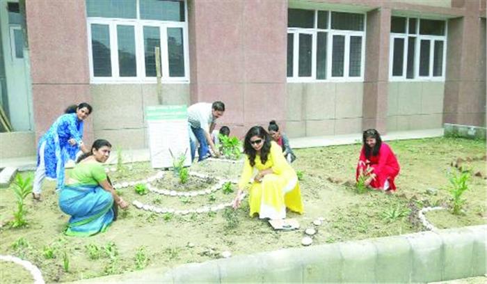हरियाली तीज के अवसर पर बनाया हर्बल गार्डन