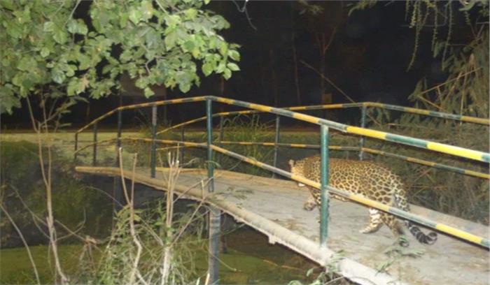 ग्रेनो के एनटीपीसी परिसर में दिखा तेंदुआ, तलाश जारी