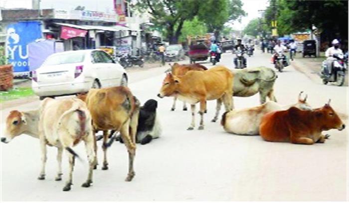 सड़कों पर आवारा मवेशियों का कब्जा, अधिकारी बेपरवाह