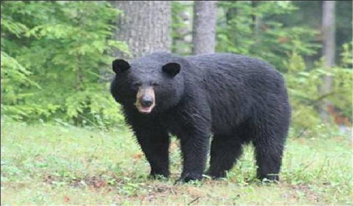 जंगली भालू ने किसान को गंभीर रूप से घायल किया