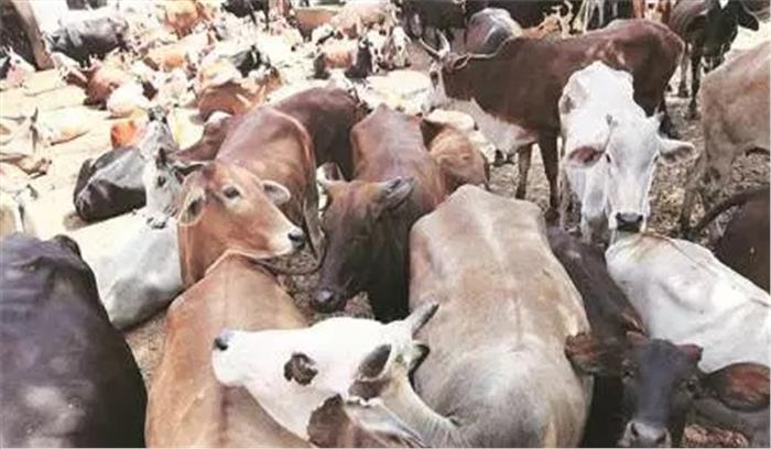 गुजरात : गौ-रक्षकों ने 2 लोगों पर किया हमला