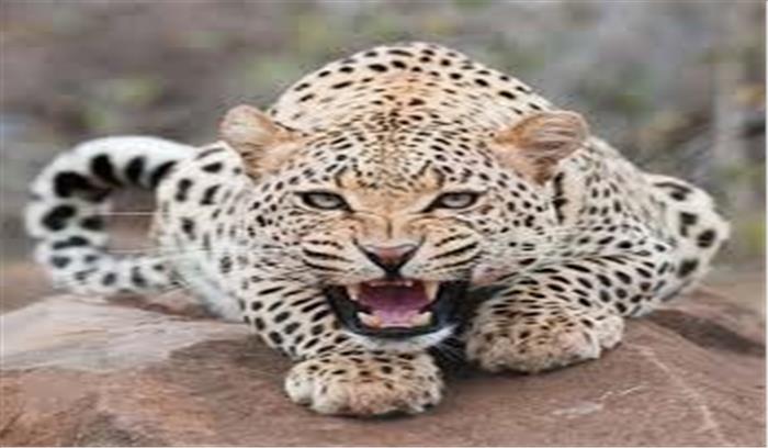 गुजरात :वाहन की टक्कर से तेंदुए की मौत