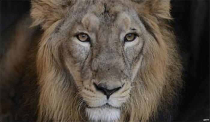 गुजरात : कुंए में गिर कर शेर की मौत गुजरात : कुंए में गिर कर शेर की मौत