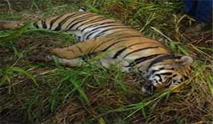 गुजरात में करंट लगने से एक और तेंदुए की मृत्यु