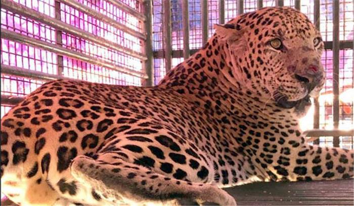 जूनागढ़ में मकान में घुसे तेंदुए को किया पिंजरे में कैद