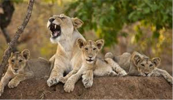 शक्करबाग चिड़ियाघर और सतविरडा नेस में पांच शेर शावकों का जन्म