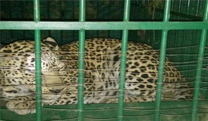 वडोदरा में तेंदुए को किया पिंजरे में कैद वडोदरा में तेंदुए को किया पिंजरे में कैद