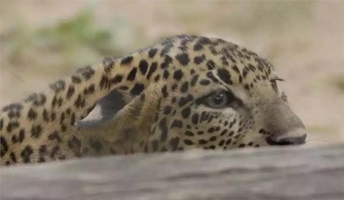  गुजरात में सड़क दुर्घटना में दो तेंदुओं की मौत