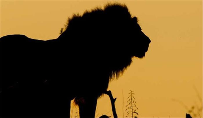 शेर ने मछुआरे का शिकार किया