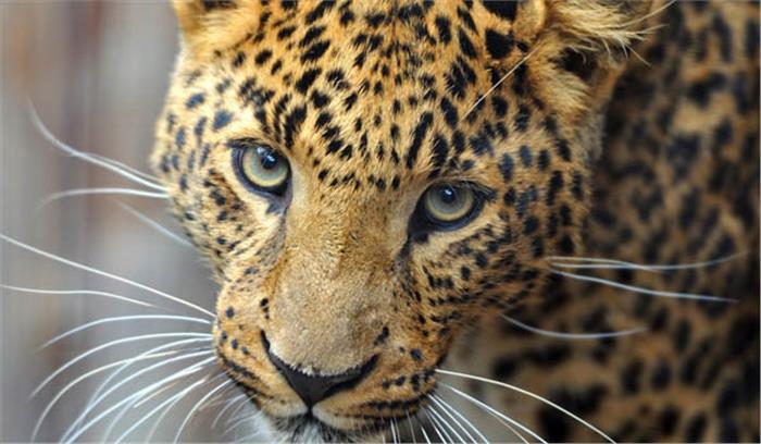  गुजरात : तेंदुए के हमले से एक अधेड़ महिला की मौत