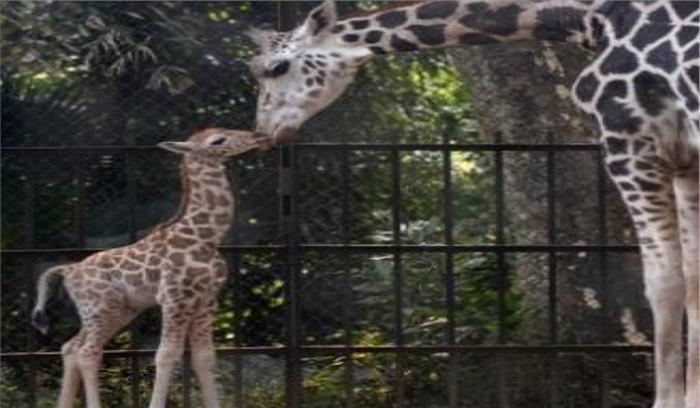 गुजरात में दुनिया के सबसे बड़े चिड़ियाघर का निर्माण करेगी रिलायंस