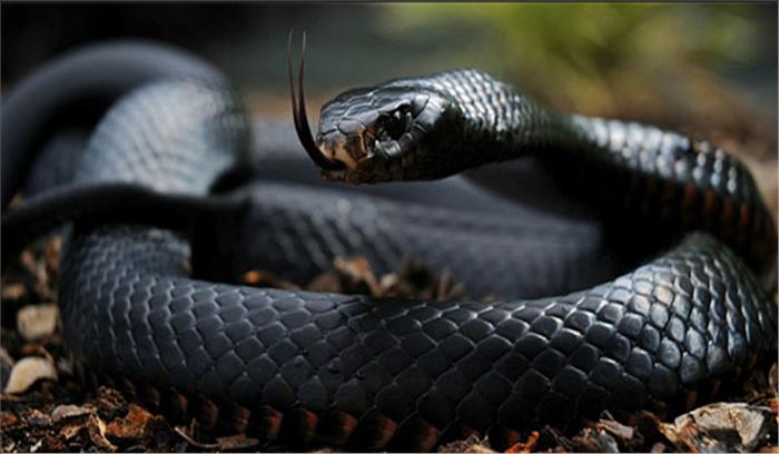 छात्रों को दी गई सांपों की जानकारियां