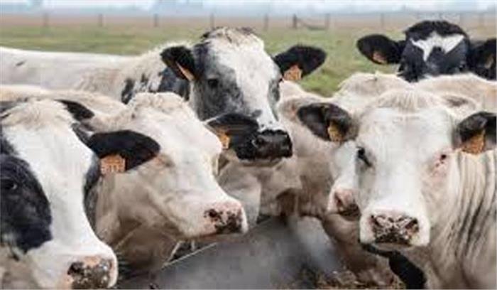 मध्यप्रदेश : आधा दर्जन मवेशियों की झुलसने की मौत