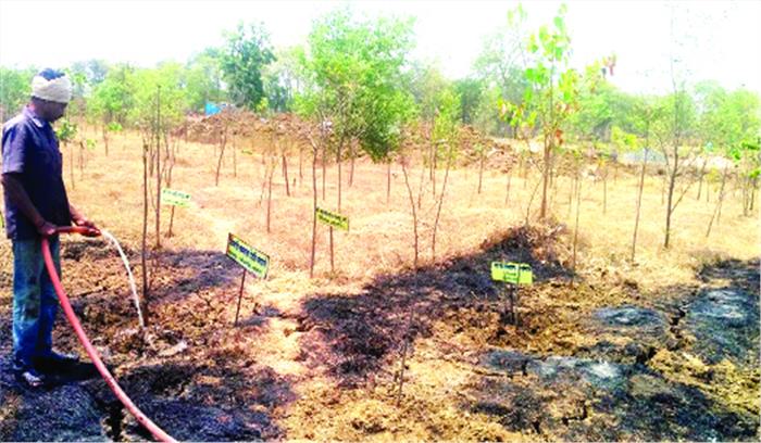 जल चुके पौधों की ठूंठ में डाला जा रहा पानी